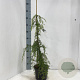 Juniperus comm. 'Oblonga Pendula' 70-80 cm 3,0L