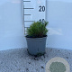 Pinus mugo pumilio 5-10 cm 2,0L