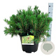 Pinus mugo pumilio 50-60 cm 15L