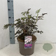 Sambucus nigra Black Lace 30-40 cm 5,0L