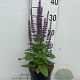 Salvia nem. 'Ostfriesland' GM 2,0L