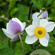 Anemone Elfin Swan GM P9