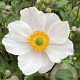 Anemone Elfin Swan GM P9