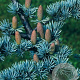Cedrus libani 20-25 HO cont. 230L BEVEERD
