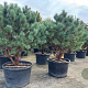 Pinus sylv. 'Watereri' 175-200 cm cont. 230L meerstammig