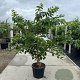 Prunus yedoensis 200-250 cm 45L meerstammig