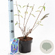 Buddleja d. 'Empire Blue' 30-40 cm 2,0L