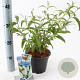 Buddleja d. 'White Profusion' 30-40 cm 2,0L