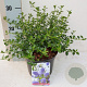 Ceanothus thyrsiflorus repens 30-40 cm 7,5L