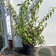 Deutzia hybrida 'Strawberry Fields' 60-80 cm 7,5L