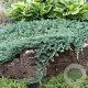 Juniperus horizontalis 'Wiltonii' 30-40 cm 5,0L