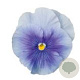 Viola Grootbloeming licht blauw GM P9