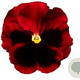 Viola Grootbloeming rood met donker oog GM P9