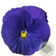 Viola Grootbloeming blauw GM P9