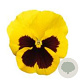 Viola Grootbloeming geel met donker oog GM P9