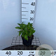 Hydrangea m. 'Alpenglühen' 20-25 cm 2,0L
