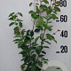 Amelanchier lamarckii 80-100 cm 10L