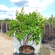Arbutus unedo 200-250 cm cont. 110L meerstammig