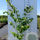 Cercis canadensis 150-175 cm 20L