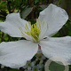 Clematis spooneri 80-100 cm 2,5L