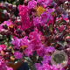 Lagerstroemia i. Rhapsody in Blue 150-175 cm cont. 80L solitair