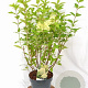 Hydrangea pan. 'Limelight' 40-60 cm 5,0L