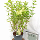 Hydrangea pan. 'Limelight' 40-60 cm 5,0L
