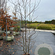Liquidambar styraciflua 150-175 cm 20L