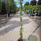 Lonicera henryi 150-175 cm 5,0L
