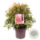 Nandina d. 'Gulf Stream' 35-40 cm 10L