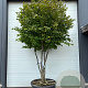 Parrotia persica 300-350 cm cont. 160L meerstammig