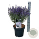 Perovskia atripl. 'Prime Time' 40-50 cm 15L