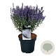 Perovskia atripl. 'Prime Time' 40-50 cm 15L