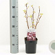 Physocarpus opulif. Lady in Red 30-40 cm 2,0L