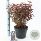 Physocarpus opulif. Lady in Red 30-40 cm 2,0L