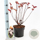 Physocarpus opulif. 'Red Baron' 25-30 cm 2,0L