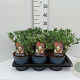 Pieris 'Flaming Silver' GM C3