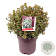 Pieris jap. 'Little Heath' 50-55 cm 13L