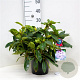 Rhododendron 'Blue Peter' 30-40 cm 5,0L