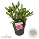 Rhododendron 'Cosmopolitan' 30-40 cm 5,0L