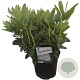 Rhododendron 'Cunningham's White' 50-60 cm 10L