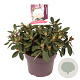 Rhododendron (Y) 'Dreamland' 25-30 cm 5,0L
