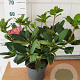 Rhododendron 'Germania' 30-40 cm 5,0L