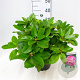 Rhododendron 'Germania' 30-40 cm 5,0L