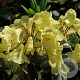 Rhododendron Goldinetta 30-40 cm 5,0L
