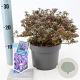 Rhododendron impeditum 20-25 cm 2,0L
