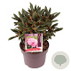 Rhododendron (Y) 'Kalinka' 25-30 cm 5,0L
