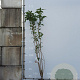 Prunus ser. 'Amanogawa' 175-200 cm 12L