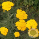 Achillea fil. 'Parker's Variety' GM P9
