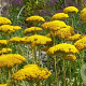 Achillea fil. 'Parker's Variety' GM P9